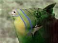   Close focus wideangle juvenile Queen Triggerfish looking just precious. Buccaneer Reef Cayman Brac wide-angle wide angle precious  